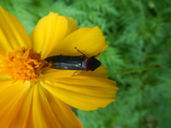 Pseudophera heveli