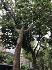 Platanus occidentalis