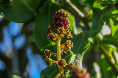 Anisomeria littoralis