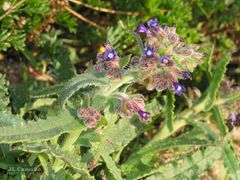 Anchusa calcarea