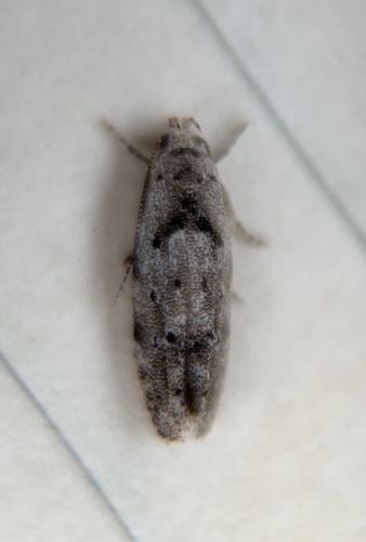 Sinoe robiniella photo 3