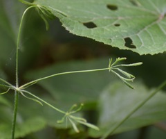 Osmorhiza mexicana