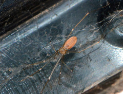 Pholcus opilionoides