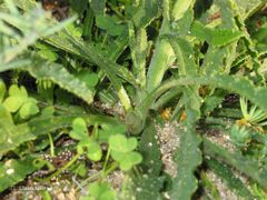 Anchusa calcarea