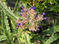 Anchusa calcarea