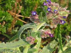 Anchusa calcarea