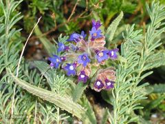 Anchusa calcarea