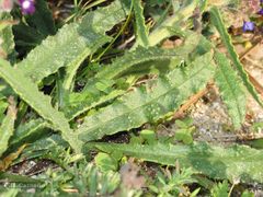 Anchusa calcarea
