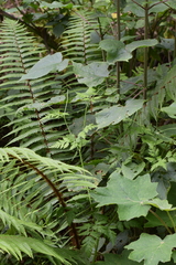 Osmorhiza mexicana