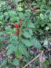 Stenostephanus