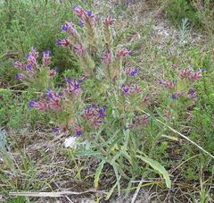 Anchusa calcarea