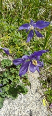 Aquilegia pyrenaica