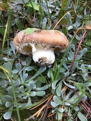 Suillus pseudobrevipes
