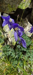 Aquilegia pyrenaica