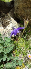 Aquilegia pyrenaica