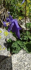 Aquilegia pyrenaica