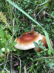 Pholiota lubrica