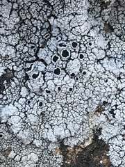 Lecanora gangaleoides