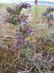 Anchusa calcarea