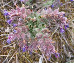 Anchusa calcarea