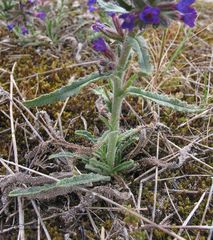 Anchusa calcarea