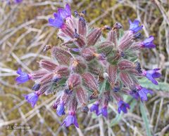 Anchusa calcarea