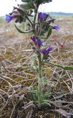 Anchusa calcarea