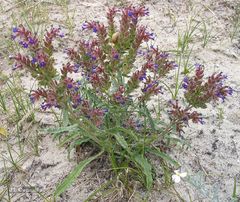 Anchusa calcarea