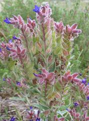 Anchusa calcarea
