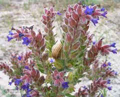 Anchusa calcarea