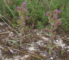 Anchusa calcarea