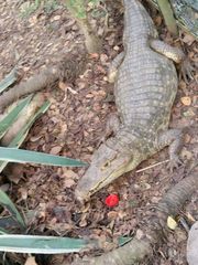 Crocodylia