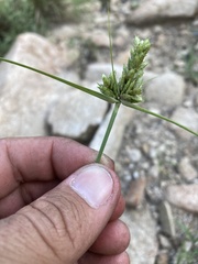 Cyperus fendlerianus
