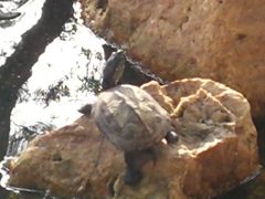 Mauremys reevesii