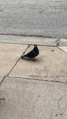 Columba livia