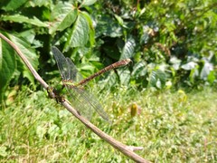 Ophiogomphus rupinsulensis