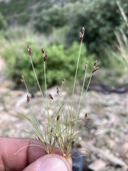 Bulbostylis capillaris