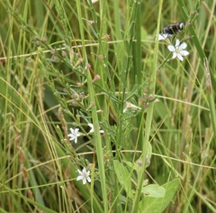 Lythrum lineare