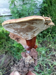 Ganoderma