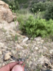 Drymaria leptophylla