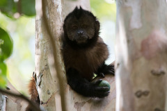 Sapajus robustus