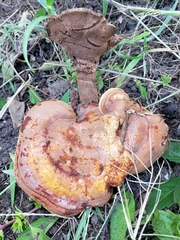 Ganoderma