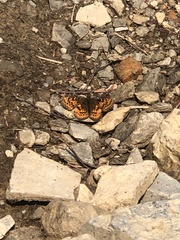 Boloria chariclea