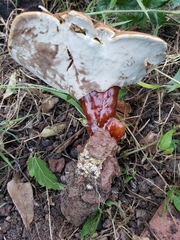 Ganoderma
