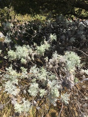 Artemisia mauiensis