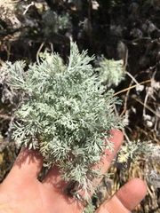 Artemisia mauiensis