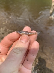 Percopsis omiscomaycus