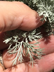 Artemisia mauiensis