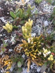 Diphasiastrum alpinum