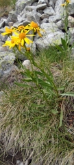 Senecio pyrenaicus
